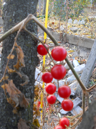DSCN2161