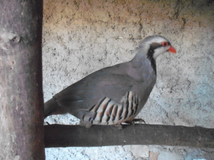 Picture 1916 - Potarnichi chukar