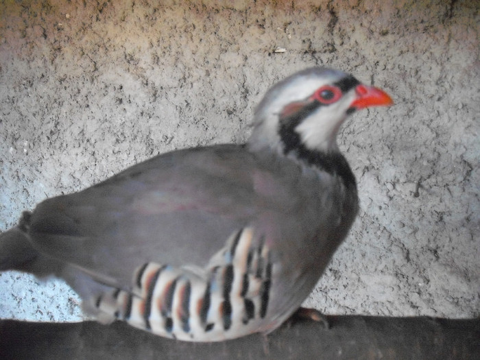 Picture 1917 - Potarnichi chukar