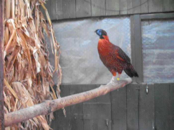 Picture 1927 - Fazani Tragopan