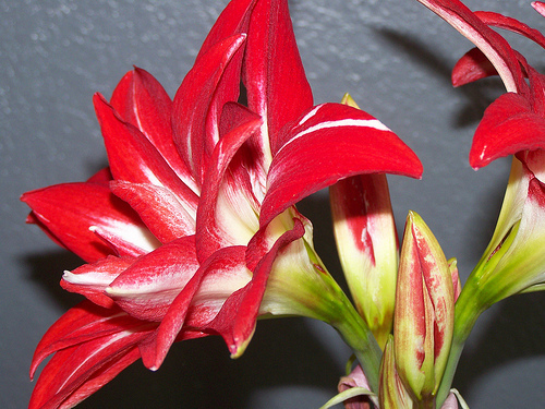 Splash - a De vanzare Hippeastrum Amaryllis