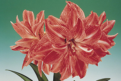 Lady Jane - a De vanzare Hippeastrum Amaryllis