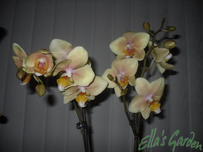09 nov. 2011 - 2011 Orhidee