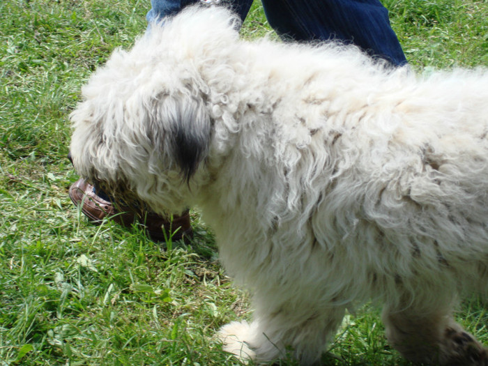 craiva 2008 5