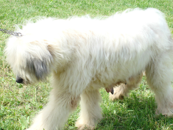 craiva 2008 6
