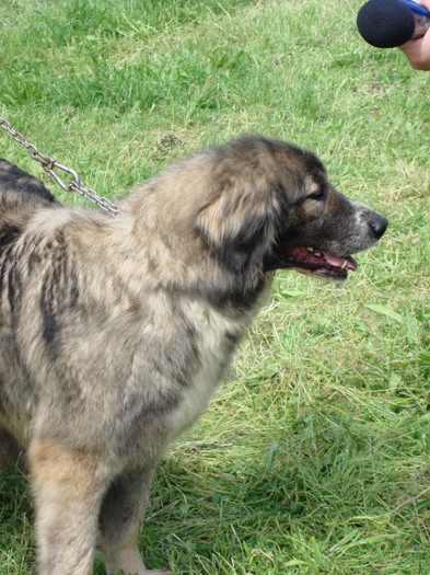 TAIGA DE BANIE craiova 2008 3