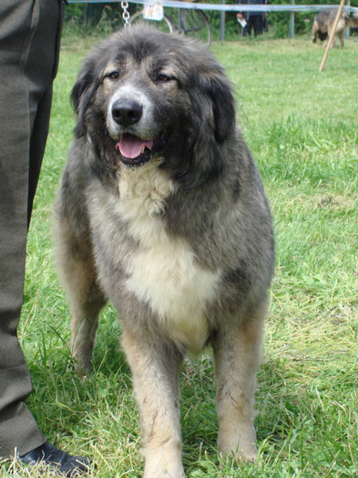 MARGA DE TAPURICA craiova 2008 4