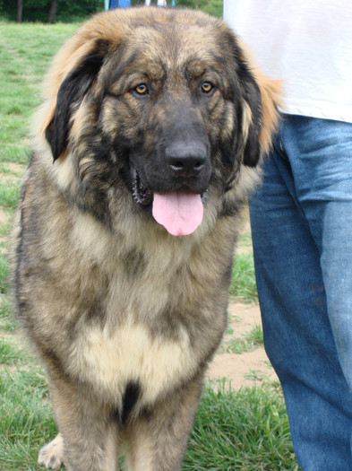 ROCCO DE POPA BIS craiova 2008 7