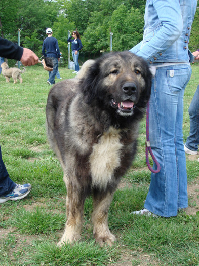 Milcov de Mindilica  craiova 2008