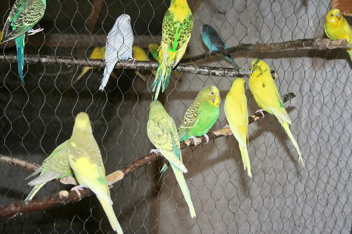 IMG_2641 - Perusi ondulati