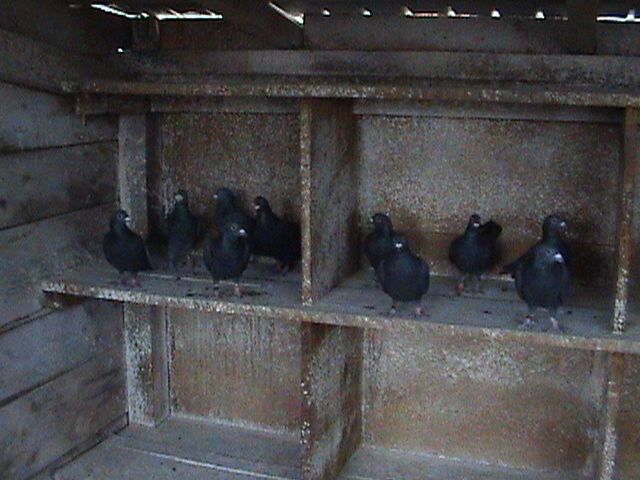 DSC02508 - Generatia 2011