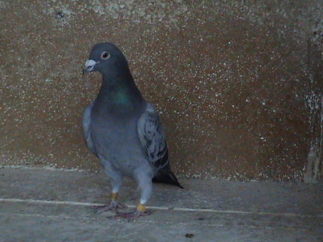 DSC02518 - Generatia 2011