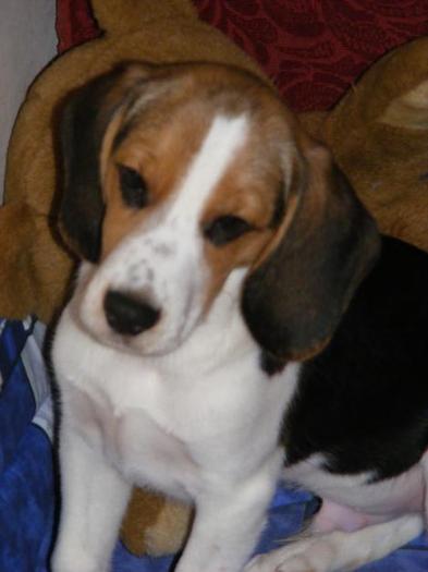 62953142_1-Imagini-ale-Caine-beagle - Vand caine beagle tricolor mascul