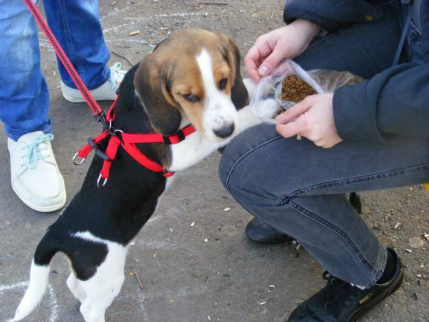 62953142_2-Caine-beagle- - Vand caine beagle tricolor mascul