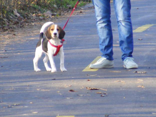 62953142_3-Caine-beagle-Animale - Vand caine beagle tricolor mascul