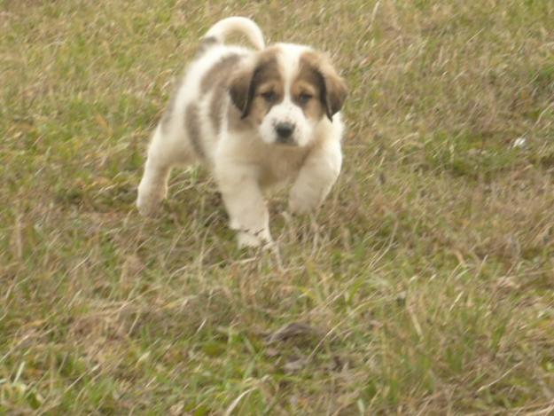 1268993867_81536609_3-CAINE-DE-PAZA-CIOBANESC-DE-ASIA-CENTRALA-Animale