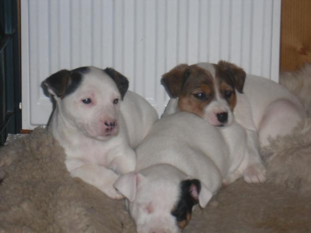 a - vand caini rasa jack russel terrie