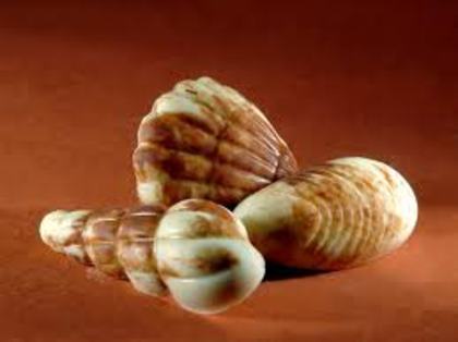 images (48)