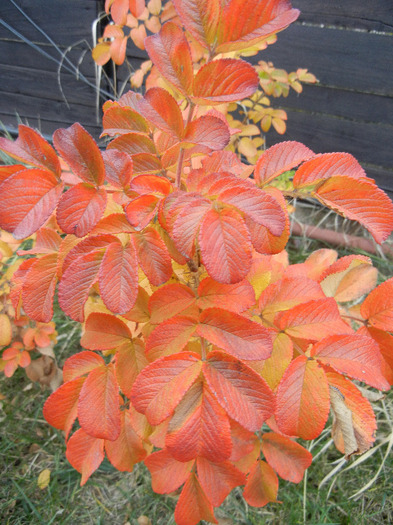 Rosa rugosa (2011, November 07)