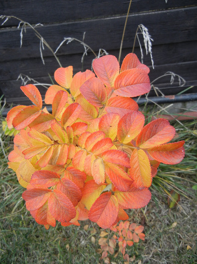 Rosa rugosa (2011, November 07)