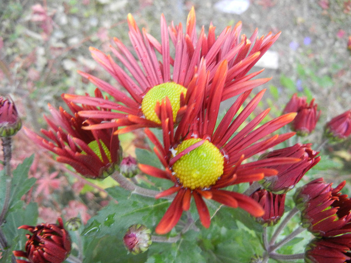 Red & Yellow Chrysanth (2011, Nov.10)