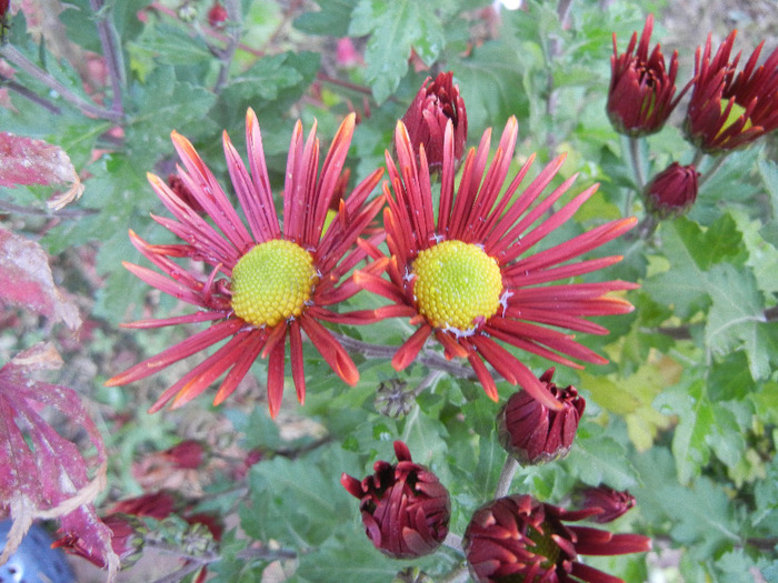 Red & Yellow Chrysanth (2011, Nov.10) - Red Yellow Chrysanthemum