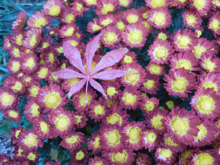 Red & Yellow Chrysanth (2011, Nov.10) - Red Yellow Chrysanthemum