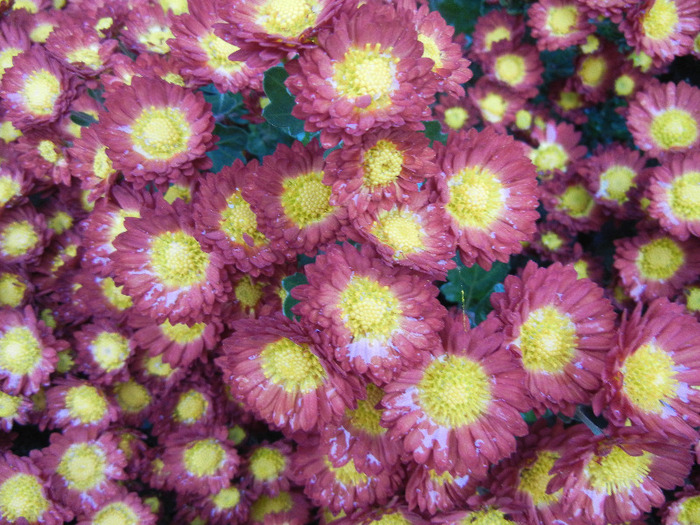 Red & Yellow Chrysanth (2011, Nov.10) - Red Yellow Chrysanthemum