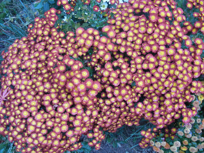 Red & Yellow Chrysanth (2011, Nov.10)