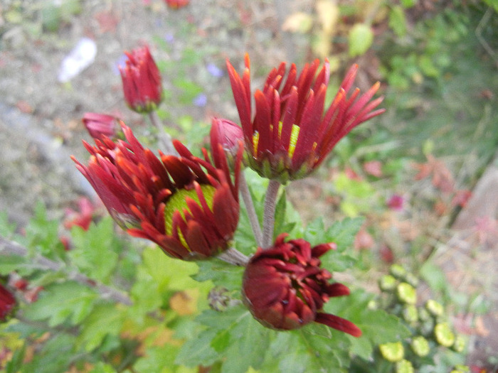 Red & Yellow Chrysanth (2011, Nov.10) - Red Yellow Chrysanthemum