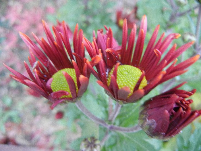 Red & Yellow Chrysanth (2011, Nov.10) - Red Yellow Chrysanthemum