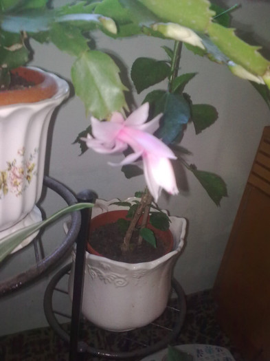 Imagine0725; schlumbergera
