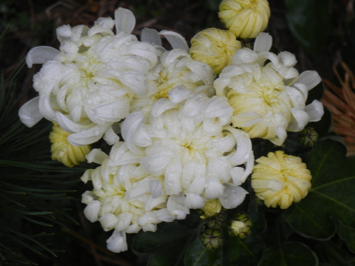 White Chrysanthemum (2011, Nov.10)