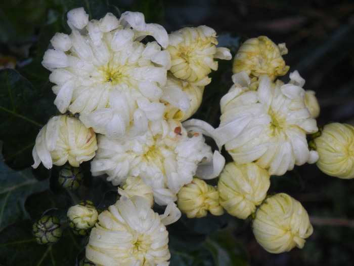 White Chrysanthemum (2011, Nov.10)