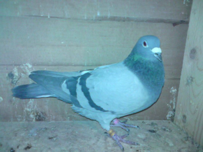 1 - porumbei masculi 2012