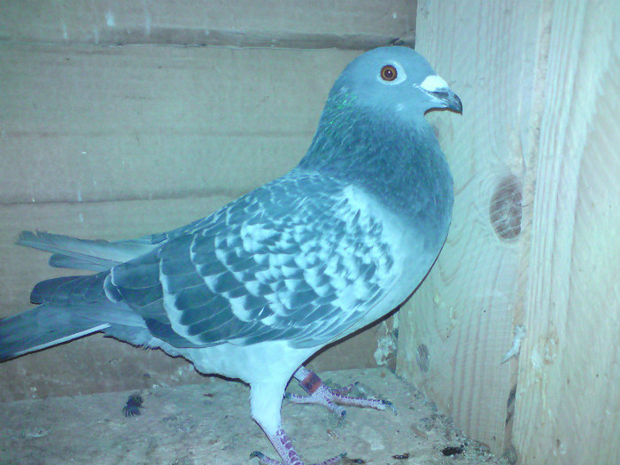 4 - porumbei masculi 2012