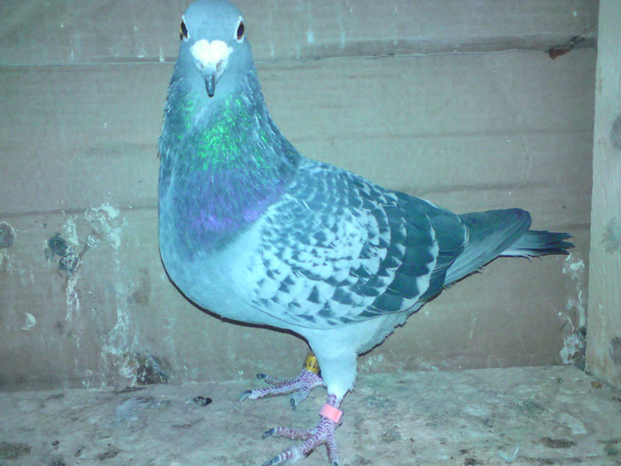 5 - porumbei masculi 2012
