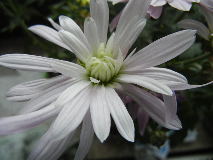 White Chrysanthemum (2011, Nov.10) - White Chrysanthemum