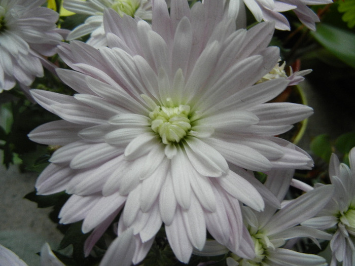 White Chrysanthemum (2011, Nov.10) - White Chrysanthemum