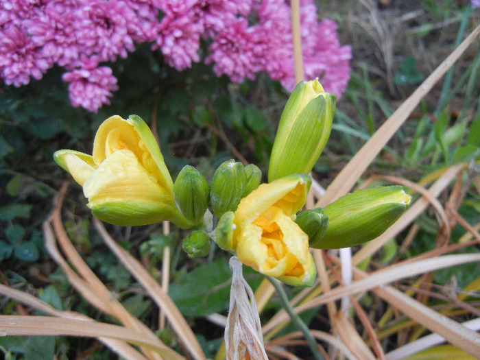 Hemerocallis Stella de Oro (2011, Nov.11)