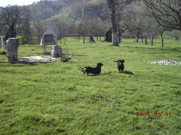 Mama si fiu' in gradina .. - MOIECIU - Cainii curtii - Pispirica