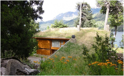 green-roof-wild - Acoperisurile verzi-Green roofs