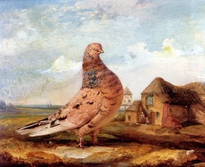 canepiu; Asemanare cu orbetenii canepii.
