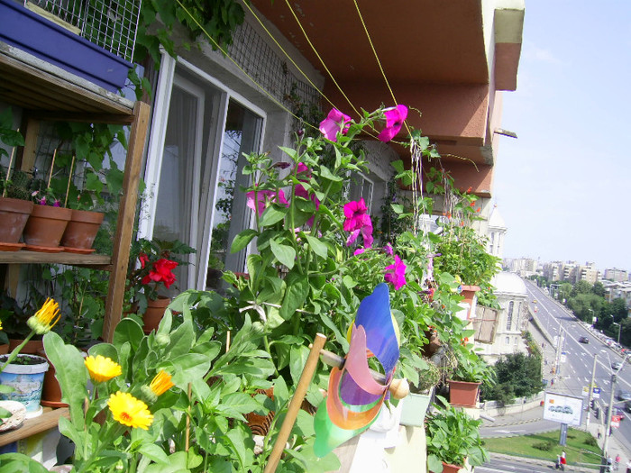Picture 093 - florile mele