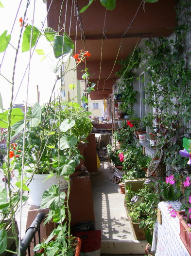 Picture 096 - florile mele