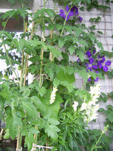 Picture 098 - florile mele