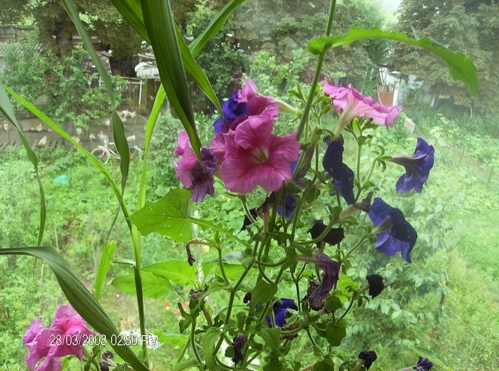 HPIM1060 - flori vara 2