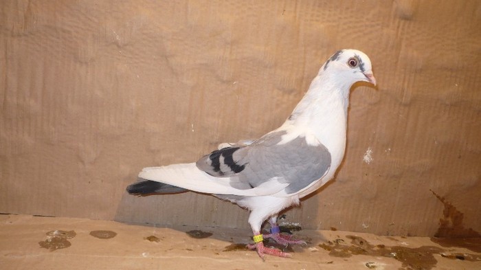 Data in Cobadin la Osbai - D- Porumbei JUCATORI DE GALATI VANDUTI Album 1