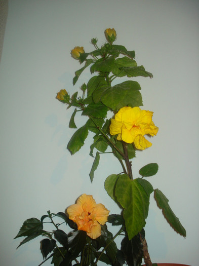 DSC01012 - HIBISCUS 2011