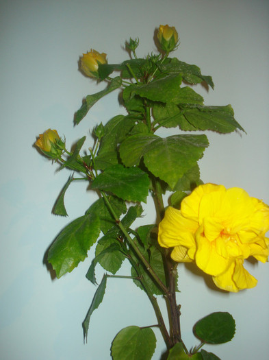 DSC01013 - HIBISCUS 2011